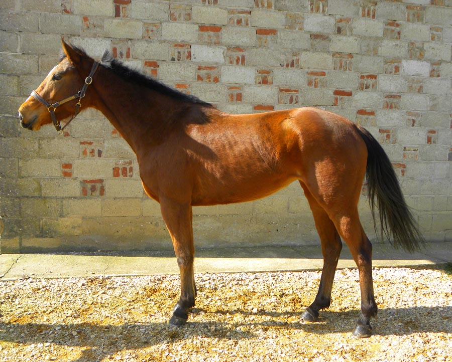 Arrivée de Vyona de Flee à Courtes !