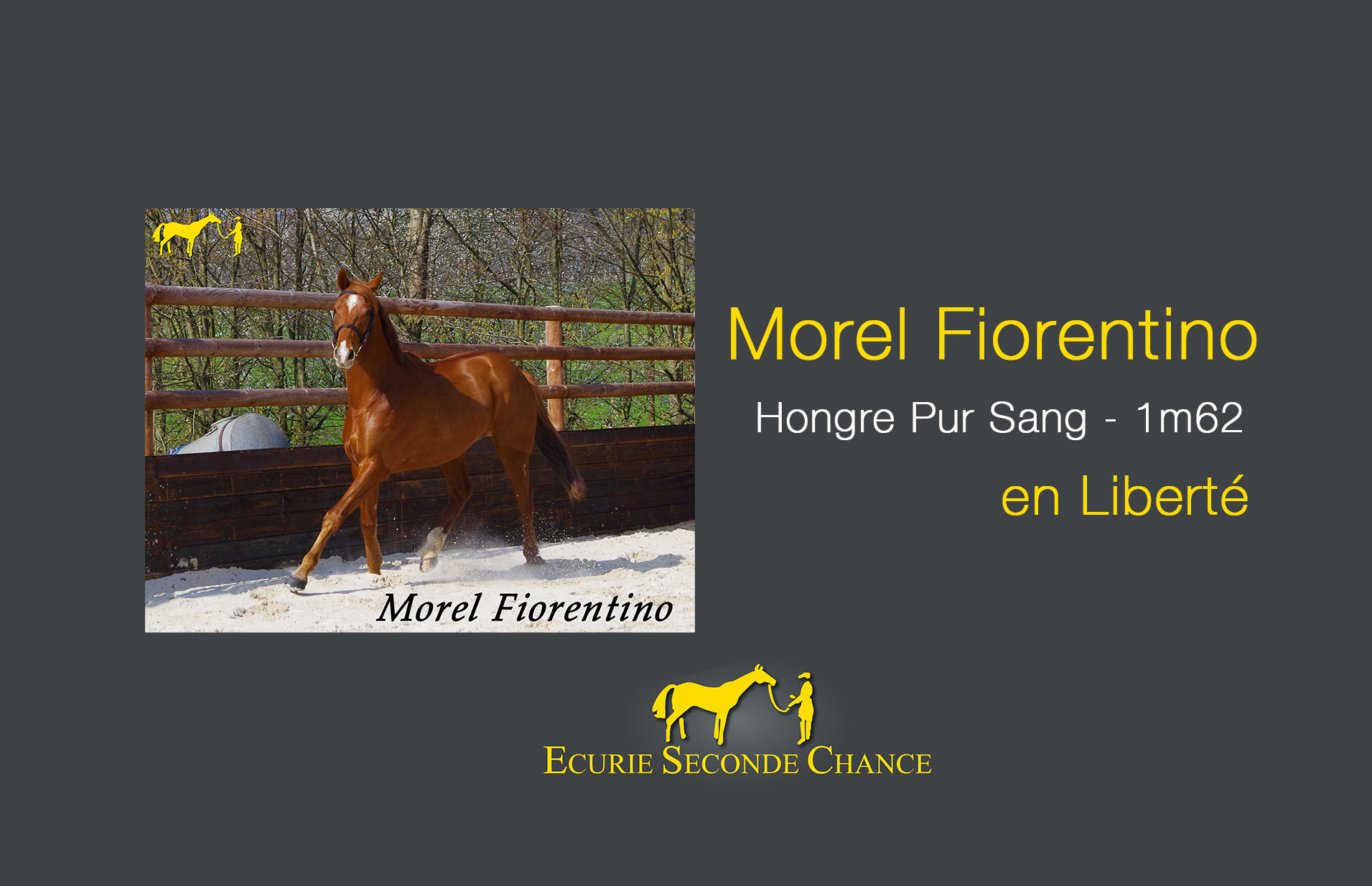 Morel Fiorentino, un cheval à la personnalité hors du commun !