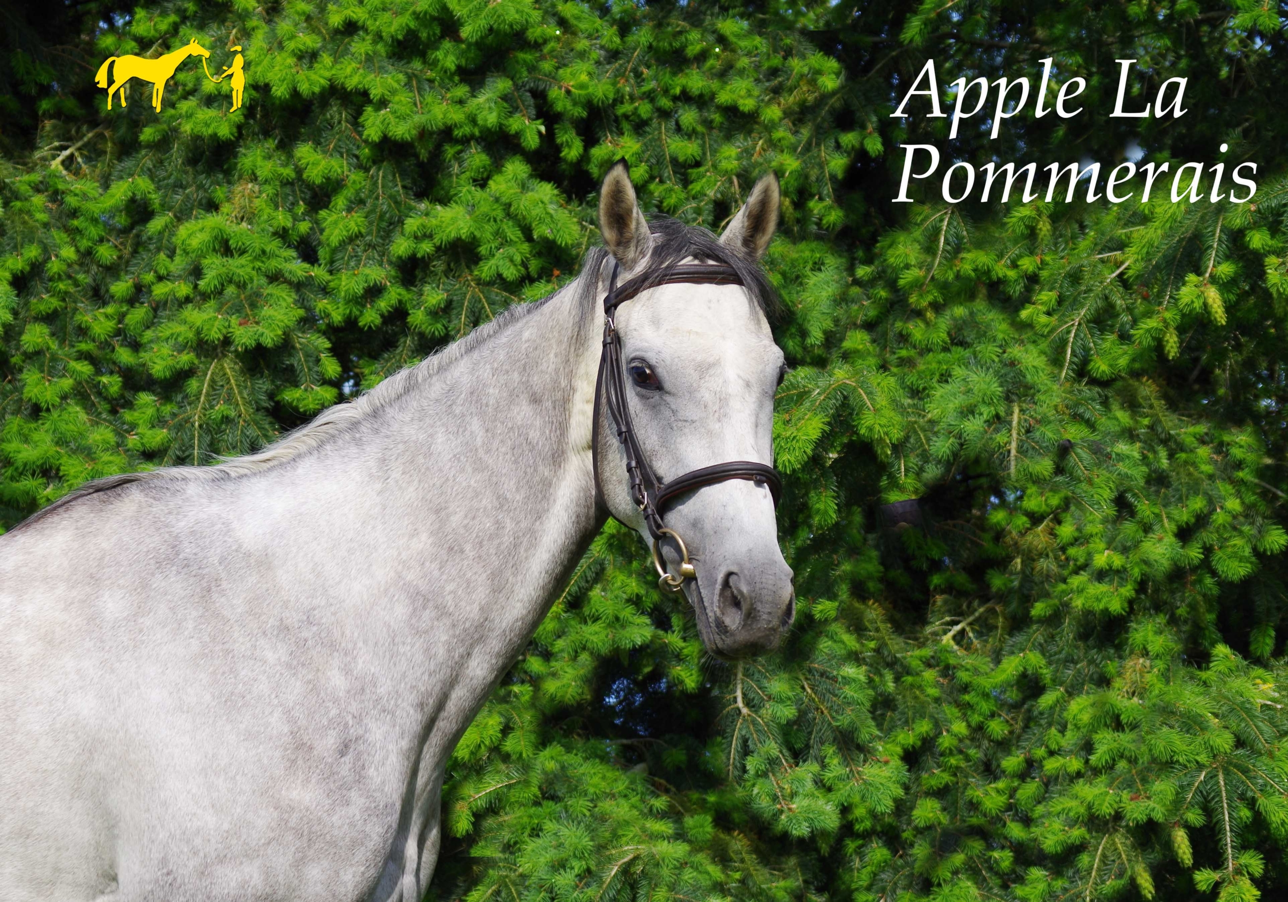 Un montage vidéo sur APPLE LA POMMERAIS : depuis l'Ecurie Seconde Chance à sa nouvelle vie ...