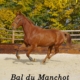 Découvrez la vidéo de Bal du Manchot en extérieur.