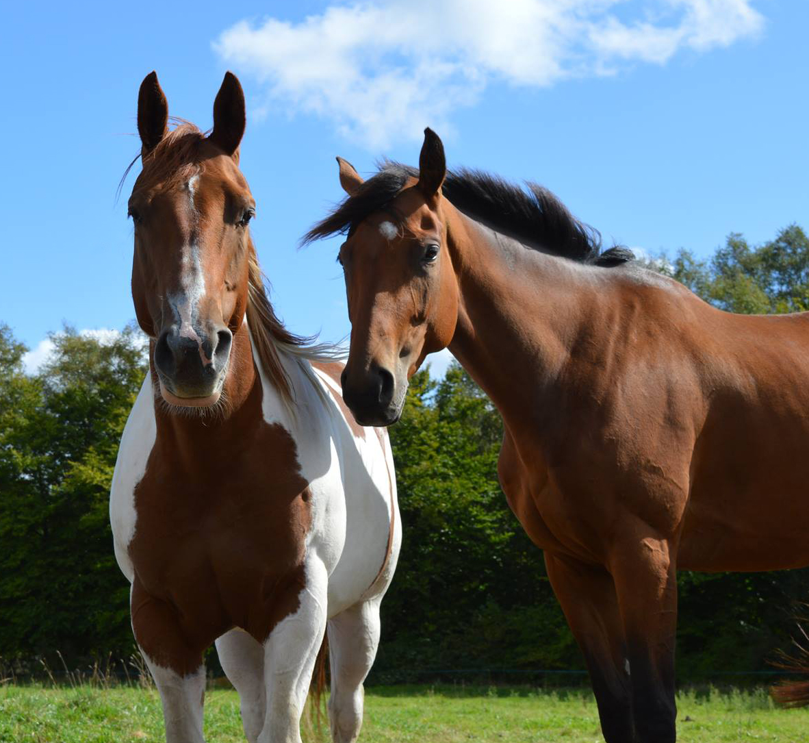 Une belle progression pour Franetie Phantom, ancienne pensionnaire de l’Ecurie Seconde Chance